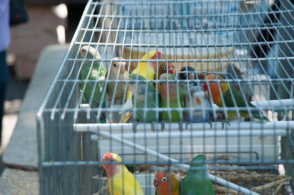 Paris, Ile de la Cite, Vogelmarkt - Paris, Ile de la Cite, Bird Market *** Paris, Ile de la Cite, Paris Bird Market, Ile de la Cite, Bird Market