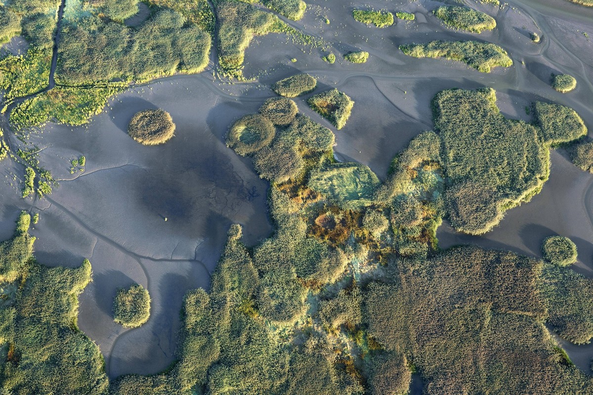 Salzwiesen aus der Luft, Verdronken Land van Saeftinghe, Belgien, Antwerpen, Land van Saeftinghe aerial view of salt marsh Verdronken Land van Saeftinghe, Belgium, Antwerp, Land van Saeftinghe BLWS677 ...