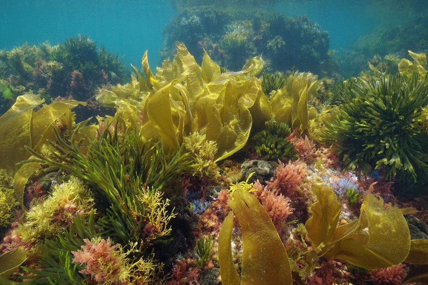 Algen unter Wasser