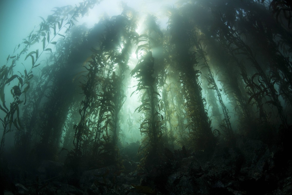 Giant kelp (Macrocystis pyrifera) grows off the coast of California. Kelp forests, which grow in temperate areas worldwide, provide vital habitat for many species of fish and invertebrates. PUBLICATIO ...