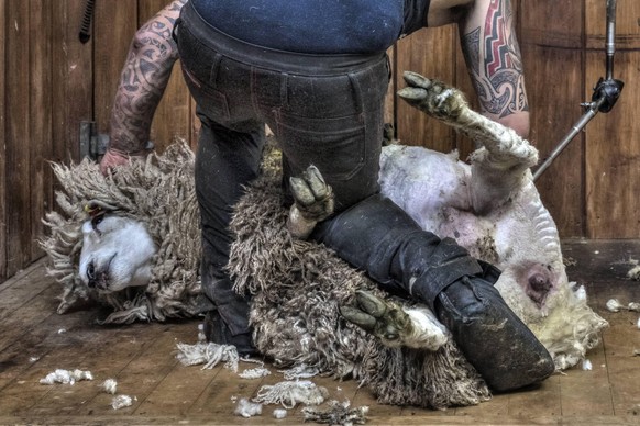 sheep shearing in Ohai, Southland, New Zealand *** sheep shearing in Ohai Southland New Zealand