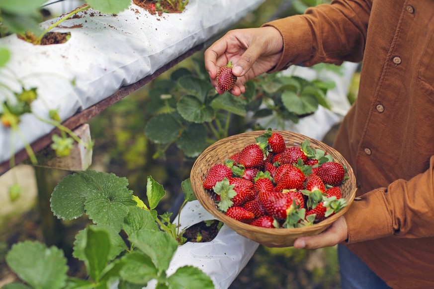 A worker picking a fresh strawberry at farm.