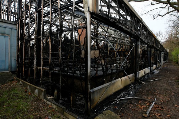 Das verbrannte Affenhaus von Krefeld.