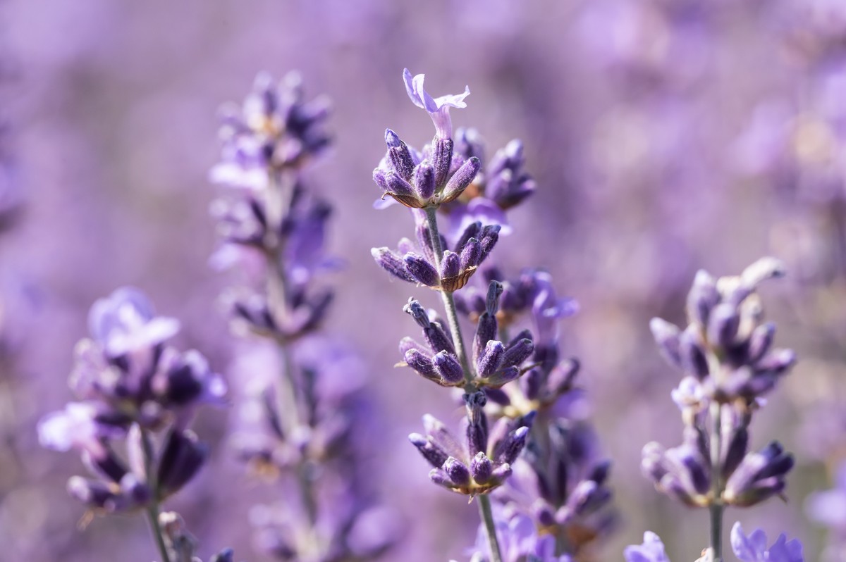 PRODUKTION - 16.06.2022, Baden-W�rttemberg, Vogtsburg im Kaiserstuhl: Lavendel bl�ht auf einem Lavendelfeld. (zu dpa: � Lavendel gedeiht - �Spannend, wie der Duft vom Kaiserstuhl wird��) Foto: Silas S ...