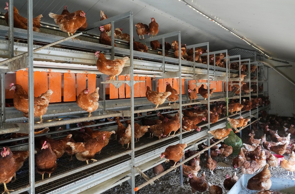 27.03.2024, Brandenburg, Wustermark: Hühner der Rasse Lohmann Brown sitzen während des Besuchs von Brandenburgs Agrarminister Vogel bei der Wustermarker Bio-Ei GmbH im Stall. Die Tiere werden in mobil ...