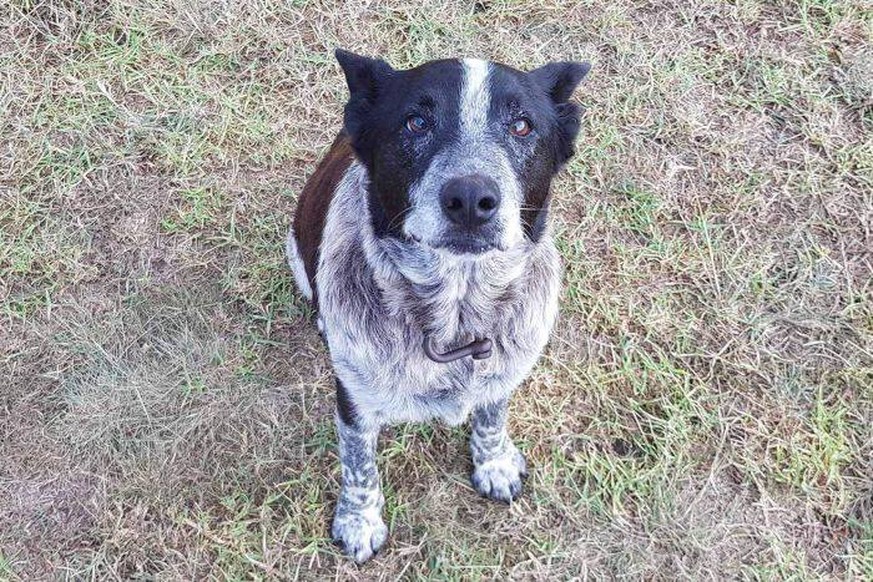 Blinder und tauber Hund rettet Mädchen das Leben 👍