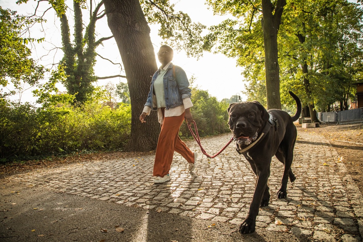 ILLUSTRATION - Entspannt an der Leine mitgehen: Das ist keine Frage der Größe, wie dieser Hund zeigt. (zu dpa: «Fünf Tipps: So zieht Ihr Hund nicht mehr an der Leine») Foto: Christin Klose/dpa-tmn/dpa ...