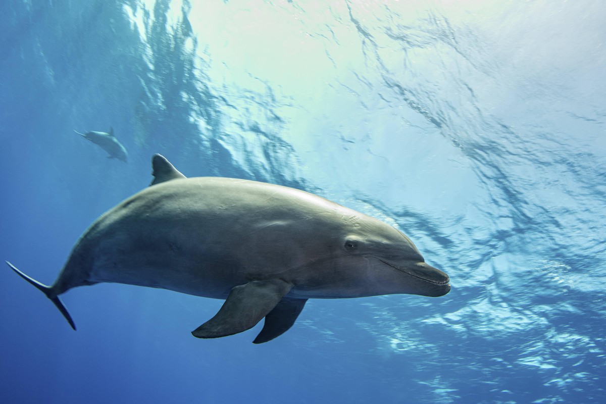 A dolphin comes in for a close look, French Polynesia. Copyright: BrookxPeterson/StocktrekxImages BRP400487U