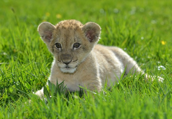 Malor, einer der Löwen aus dem Eifel-Zoo, als Baby.