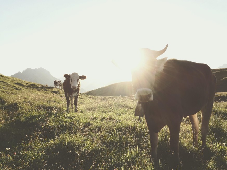 30 Prozent der Direktzahlungen an europäische Landwirte sollen künftig in Maßnahmen für den Umwelt- und Naturschutz fließen.