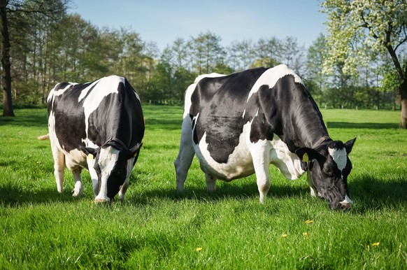 Zwei tragende K�he auf einer Wiese am Abend. Zwei hochtragende K�he mit durchh�ngendem Bauch genie�en das friesche Gras einer Fr�hlingswiese. Auf jeden Fall ein interessantes Motiv f�r Werbe- und Imag ...