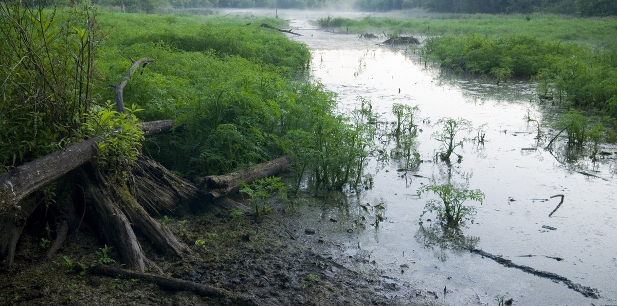 The swamp Worringer Bruch, a nature reserve in the north of Cologne, Germany.
