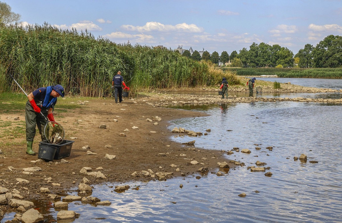 Frankfurt Oder, 12.08.2022 - Fischsterben in der Oder. In FrankfurtOder auf dem Ziegenwerder keschert eine Guppe von 7 THW - Kameraden die toten Fische verschiedener Sorten Hechte, Zander, Bleie, D�be ...
