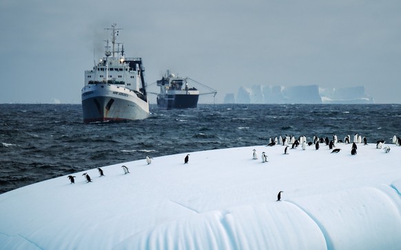 chinstrap penguin on a iceberg extraordinary
