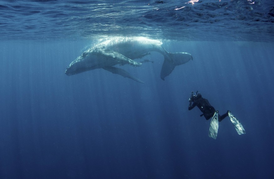 A diver photographs a baby whale at the surface. PUBLICATIONxINxGERxSUIxAUTxONLY Copyright: BrookxPeterson/StocktrekxImages BRP400409U