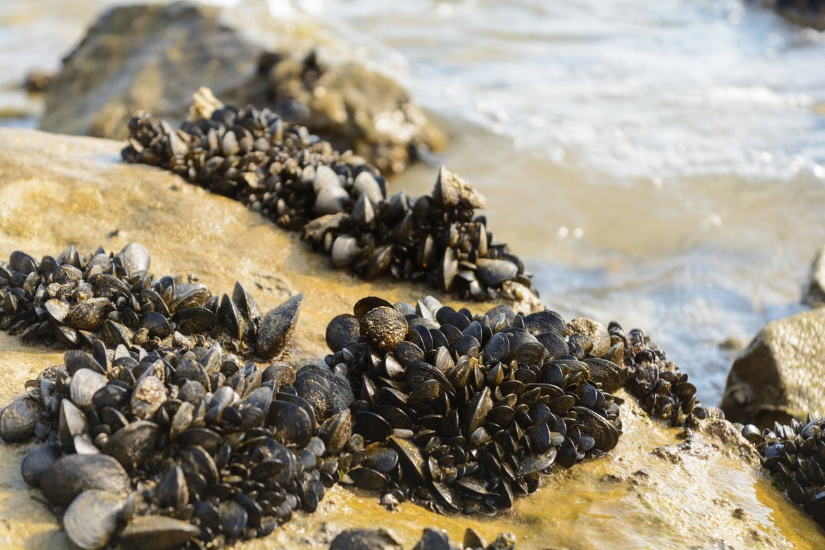 zahlreiche Miesmuscheln haften auf Steinen am Meeresufer - Italien zahlreiche Miesmuscheln haften auf Steinen am Meeresufer - Italien Copyright: xZoonar.com/AlfredxHoferx 9595647
