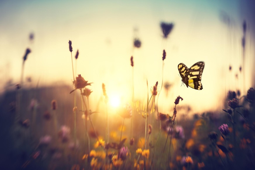 Summer meadow with butterfly at sunset.