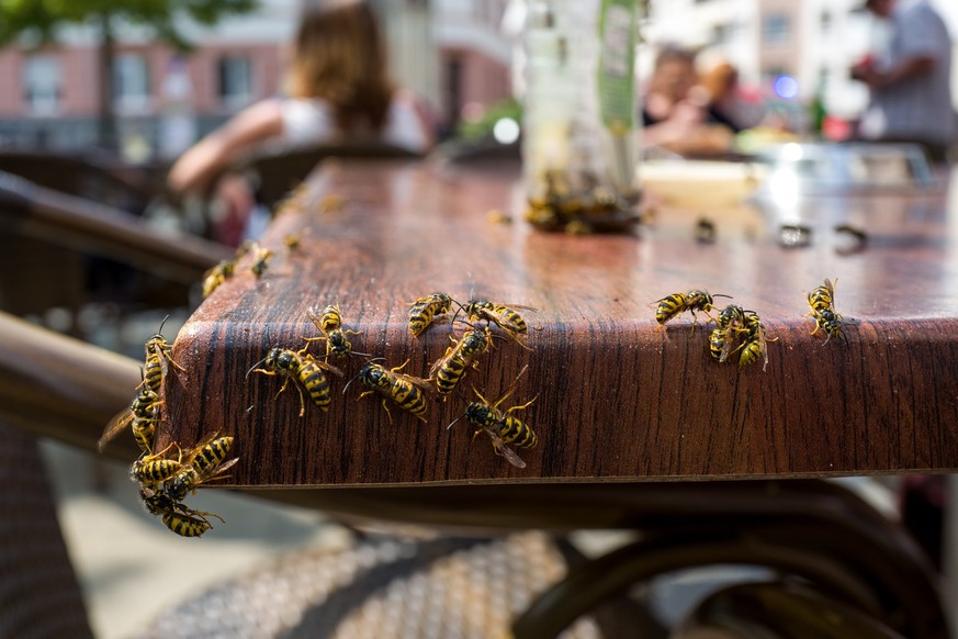 Mit dem August beginnt traditionell die Zeit, in der Wespen und Menschen um Leckereien konkurrieren.