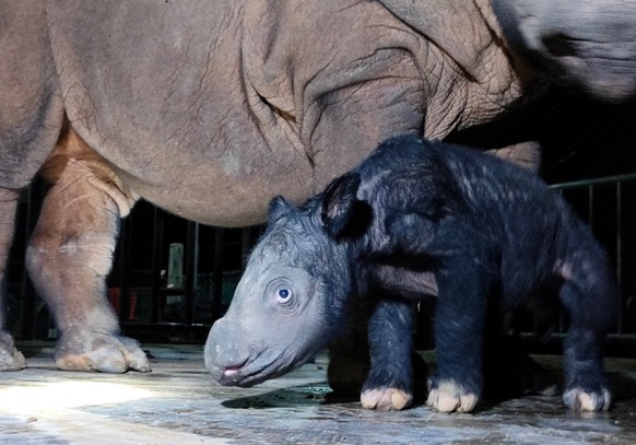 25.11.2023, Indonesien, Way Kambas: Ein noch namenloses männliches Sumatra-Nashorn-Kalb steht neben seiner Mutter Delilah im indonesischen Nationalpark Way Kambas im Osten der Insel Sumatra. Das Mini- ...