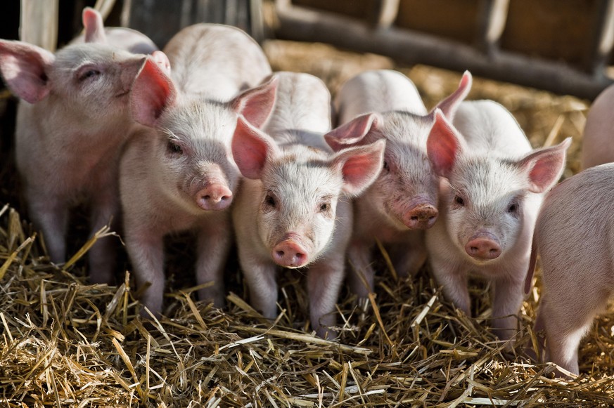 Ferkel im Schweinestall (Foto: picture alliance / Felbert+Eickenberg / STOCK4B / VisualEyze) | Verwendung weltweit, Keine Weitergabe an Wiederverkäufer.