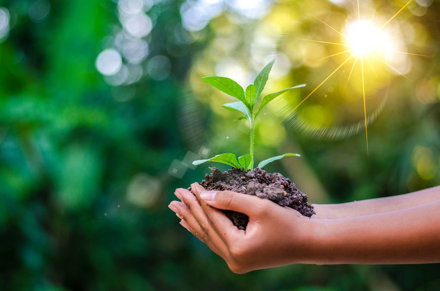 Earth Day In the hands of trees growing seedlings. Bokeh green Background Female hand holding tree on nature field grass Forest conservation concept