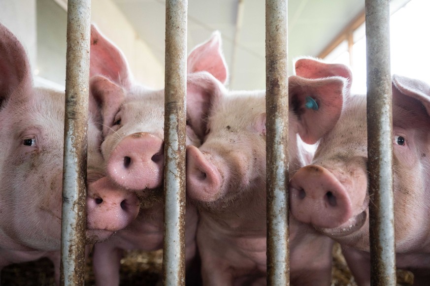 ARCHIV - 11.10.2021, Baden-Württemberg, Böhmenkirch: Schweine stehen in einem Schweinestall. Der Stall ist einer von mehreren tiergerechteren Schweineställen im Landkreis Göppingen, aus denen Schweine ...