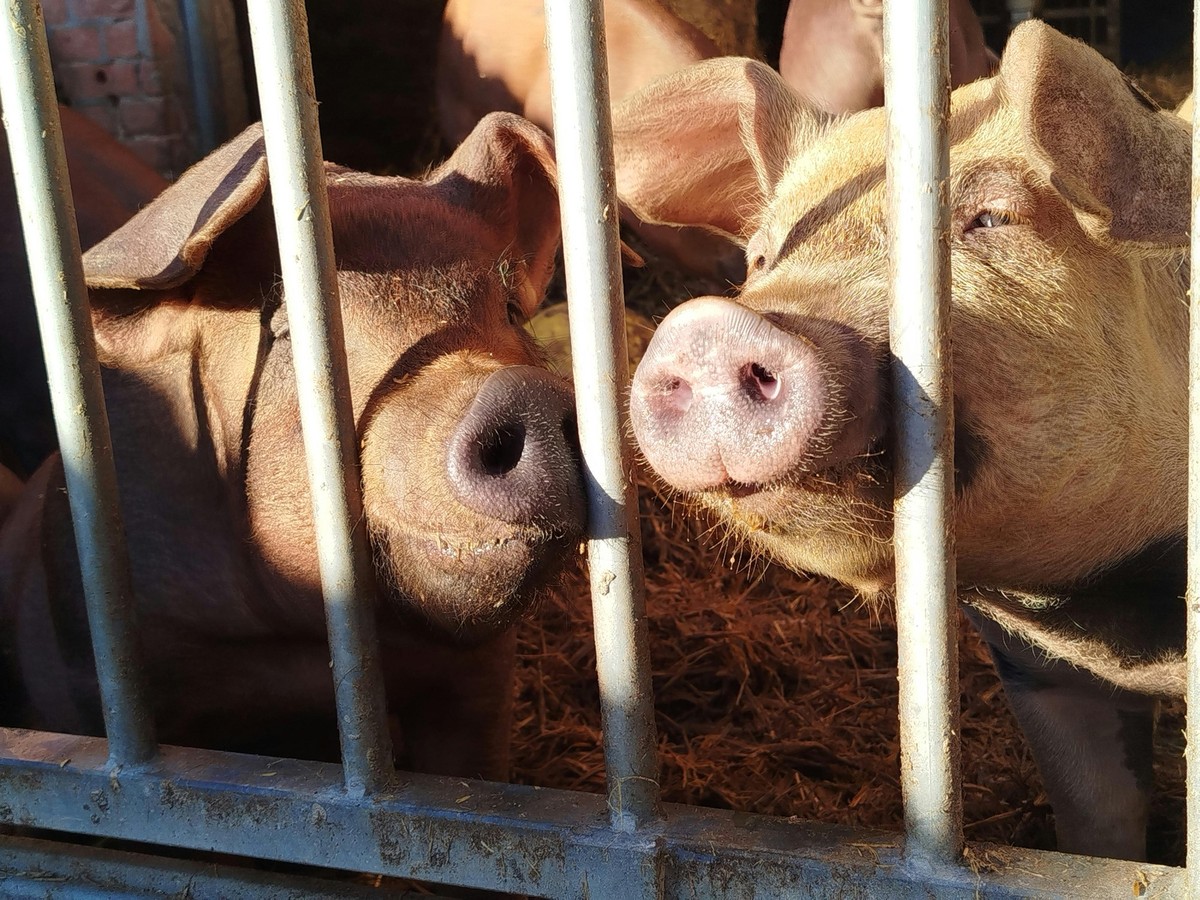 Foto von Malte Neuhaus: https://www.pexels.com/de-de/foto/schweine-im-stall-im-sonnenlicht-getaucht-auf-einer-farm-30300426/