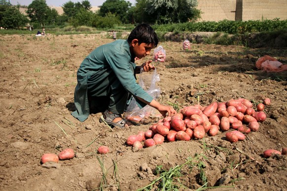 ARCHIV - 12.06.2022, Afghanistan, ---: Ein Kind erntet Kartoffeln auf einem Feld in der Provinz Nangarhar. Eine ausreichende Mehrheit der EU-Staaten unterst�tzt ein europ�isches Lieferkettengesetz zum ...