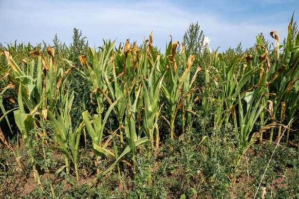In Europa leidet Mais unter der Trockenheit - 17.08.2022: Symbolbild: Trockenheit - In Europa leiden Mais, Sonnenblumen und Zuckerrüben unter der Trockenheit. Es ist mit Ertragsrückgängen zu rechnen.  ...