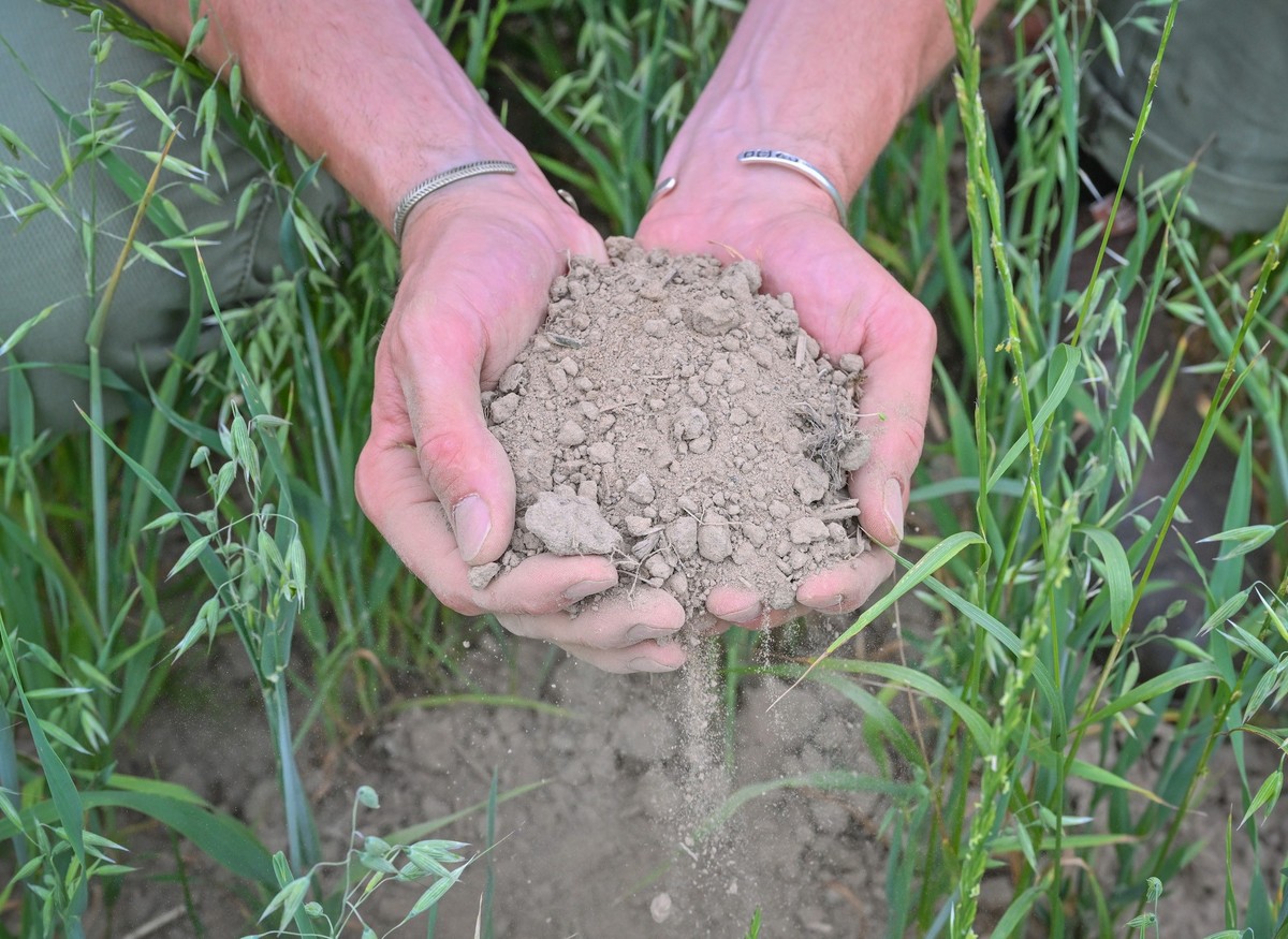 PRODUKTION - 22.06.2023, Brandenburg, Alt Madlitz: Benedikt Bˆsel, Landwirt, Unternehmer, Agrarˆkonom, zeigt mit seinen H‰nden die trockene Erde in einem Haferfeld. (zu dpa: ´Kein Acker ohne Baum? Lan ...