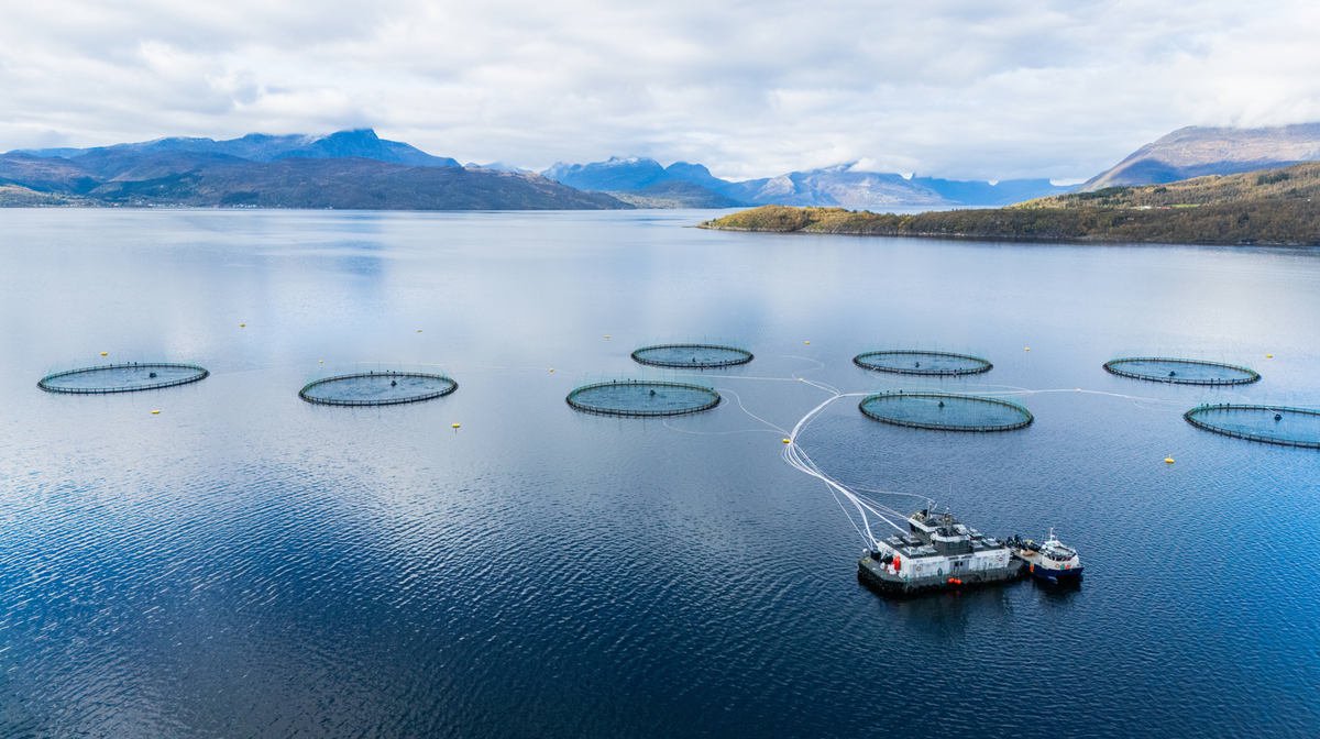 In solchen Aquakulturen werden viele Lachse in Norwegen gezüchtet.