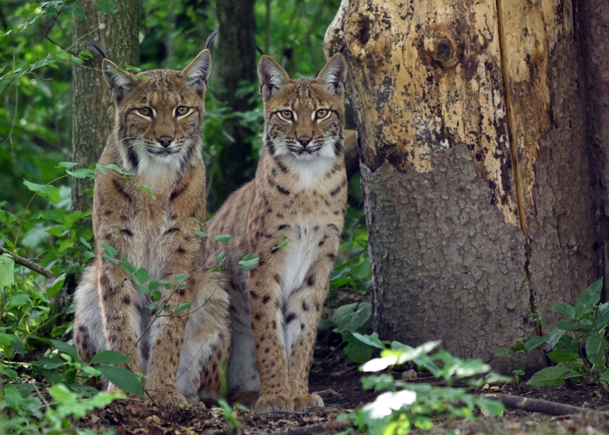 ARCHIV - 08.07.2024, Thüringen, Hütscheroda: Zwei Luchse in einem 6.000 Quadratmeter großen Gehege des Wildkatzendorf Hütscheroda. Der Luchs ist die größte Raubkatze in Mitteleuropa. Er ist streng ges ...