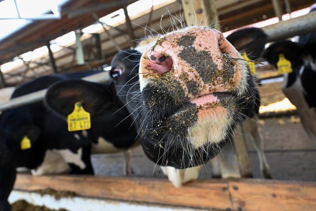PRODUKTION - 12.09.2022, Hessen, Homberg (Efze): Eine Kuh reckt im offenen Kuhstall der Klima-Milchfarm ihre Schnauze der Kamera entgegen. Die Reduzierung des CO2 bei der Milchproduktion ist das Ziel ...