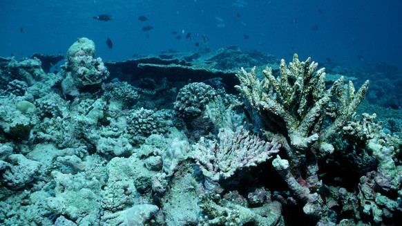 Korallenbleiche, Korallensterben, Malediven, Indischer Ozean, Asien