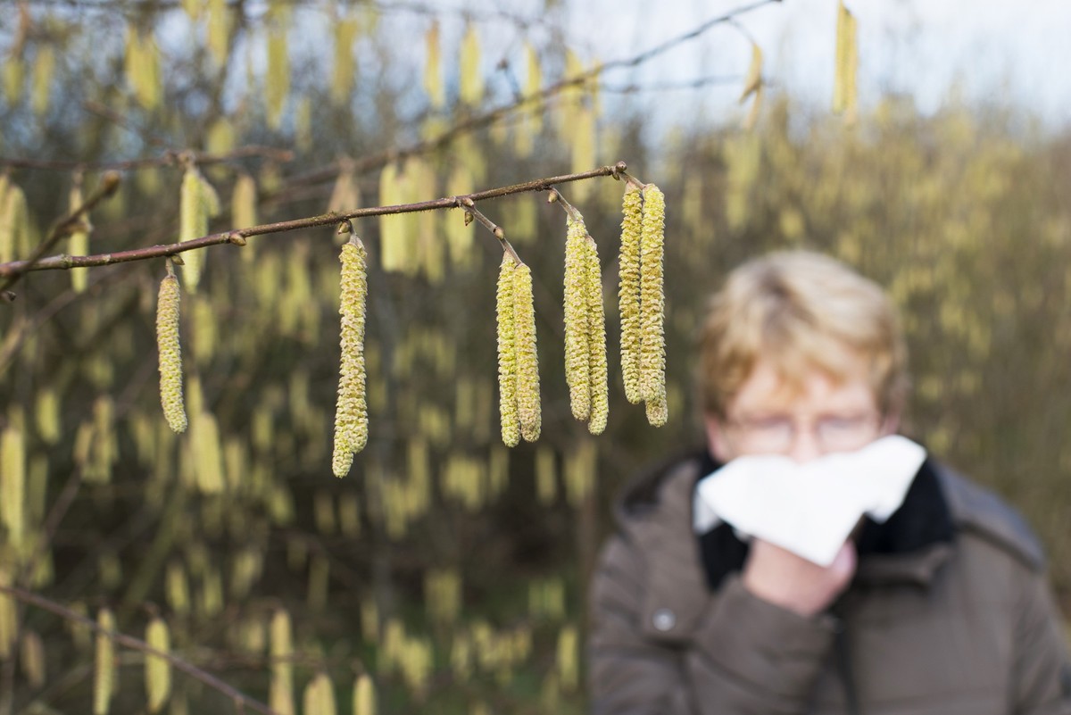Allergy - haselnut blossom - Hay Fever