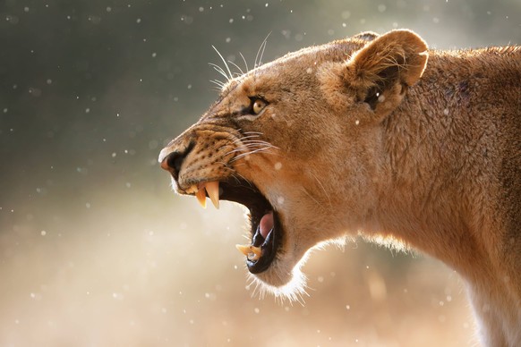 Lioness displays dangerous teeth during light rainstorm - Kruger National Park - South Africa Copyright: xJohanxSwanepoelx/xDesignxPicsx , 30686940 PUBLICATIONxINxGERxSUIxAUTxONLY Copyright: JohanxSwa ...