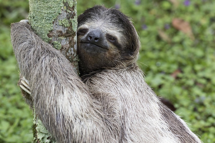 three-toed sloth in the rainforest of costa rica PUBLICATIONxINxGERxSUIxAUTxONLY Copyright: xnicky39x Panthermedia13635550