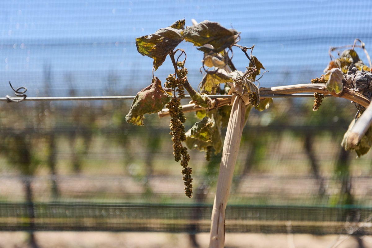 13.11.2023, Argentinien, Lujan De Cuyo: Blick auf Weinreben, die von der Spätfrost betroffen wurden. Nach Schätzung des argentinischen Bundesamts für Weinbau könnte die Weinproduktion 2023 in dem süda ...