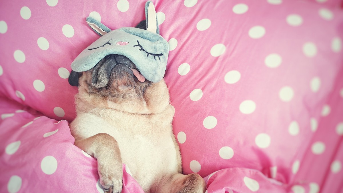 Cute pug dog sleep rest with funny mask in the bed, wrap with blanket and tongue sticking out in the lazy time