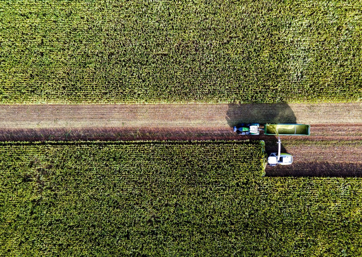 13.09.2022, Mecklenburg-Vorpommern, Pokrent: Mit einem Häcksler wird ein Feld mit Futtermais abgeerntet. (Luftaufnahme mit einer Drohne) Die Maisernte hat wegen der langen Trockenheit und dem heißen W ...