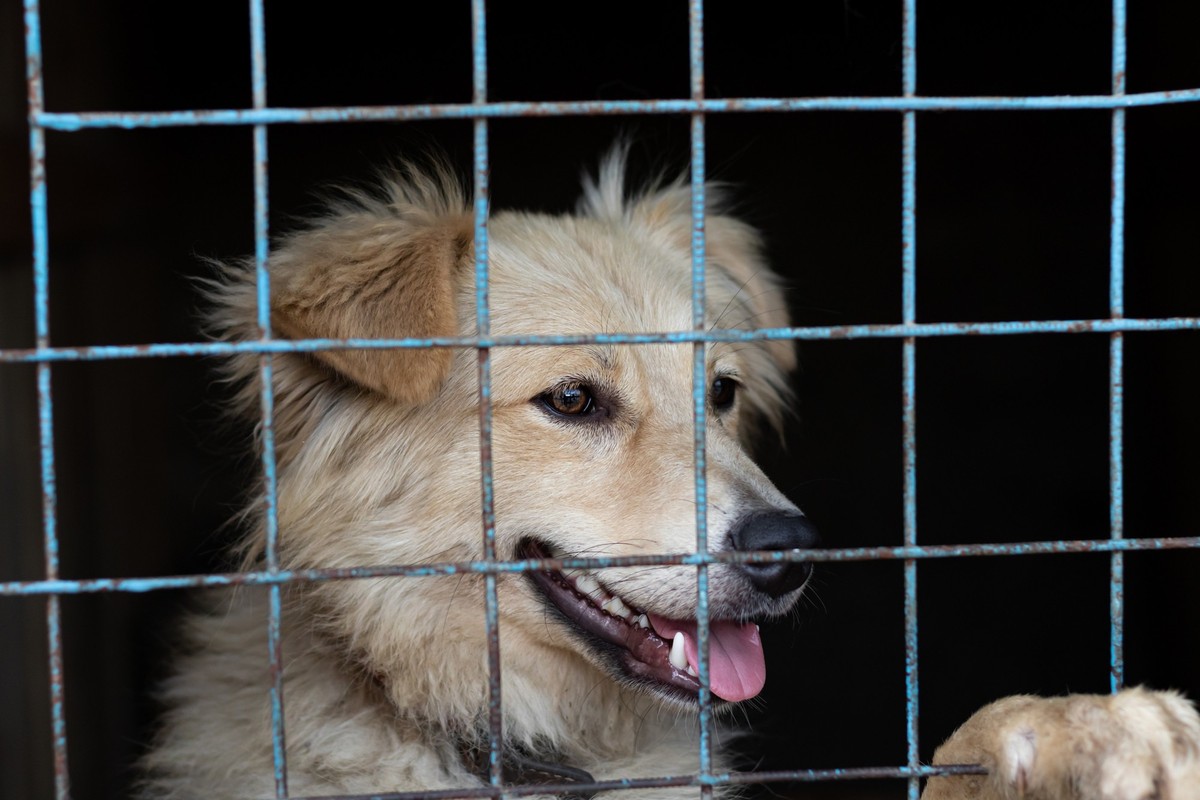 Vor allem für Hunde werden die Plätze knapp.
