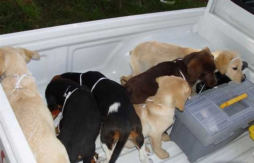 Tierarzt schmuggelte Heroin in Hunden – drei Welpen tot