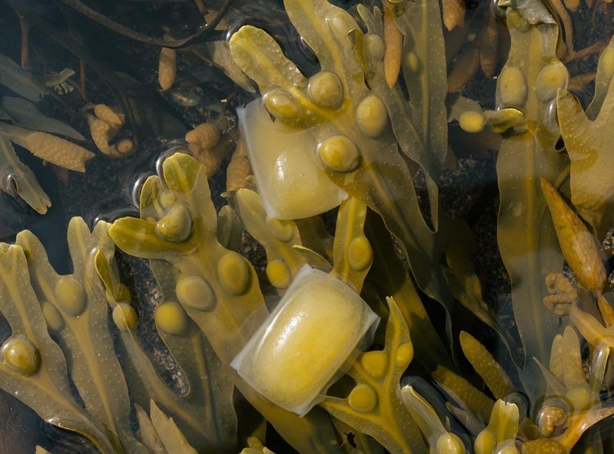 Algen und Plastikalternative aus Algen