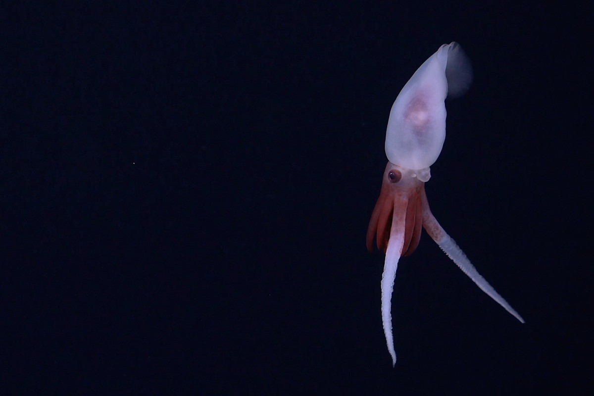 HANDOUT - 25.08.2024, ---: Seltene Aufnahme eines Promachoteuthis-Kalmar an einem Unterwasser-Gebirgszug vor der K�ste Chiles. 
(zu dpa &quot;Casper-Krake und Seekr�te - Expedition erkundet Tiefsee-Ge ...