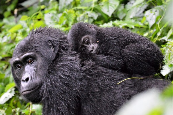 A baby mountain gorilla in Bwindi Impenetrable Forest, Uganda, clings to its mother amid the dense vegetation. It is one of only 1,000 of the endangered apes left in the world