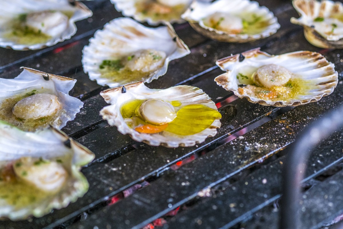 Jakobsmuschel, Kroatien, Istrien *** Scallop Croatia Istria Copyright: xPBAx ALLPB627468
