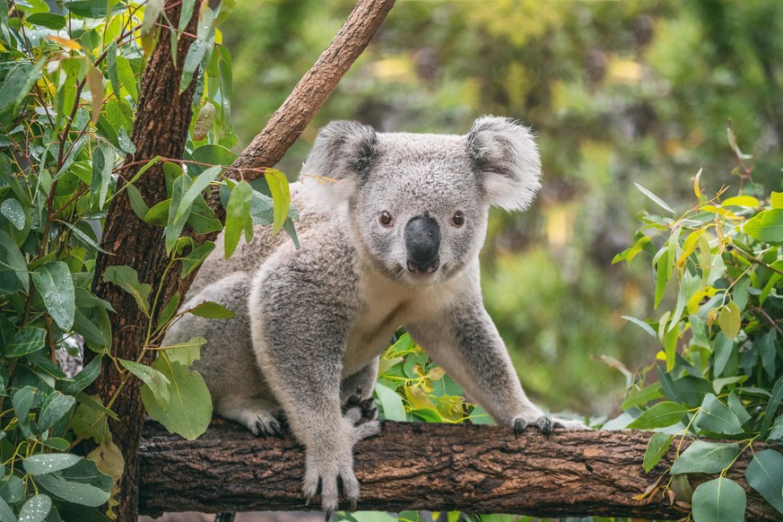 In Zukunft sollen Australiens Koalas besser geschützt werden.