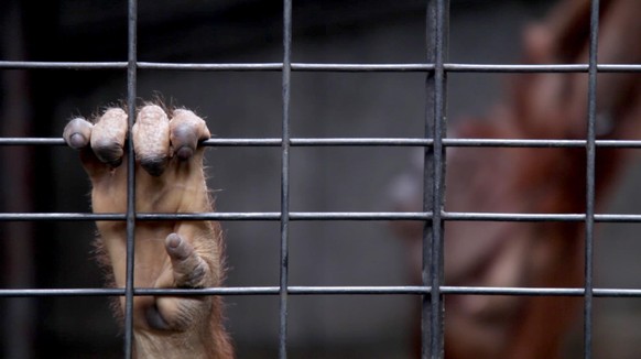 Ein junger Orang-Utan in Gefangenschaft hält sich mit seiner Hand am Gitter des Käfigs fest.