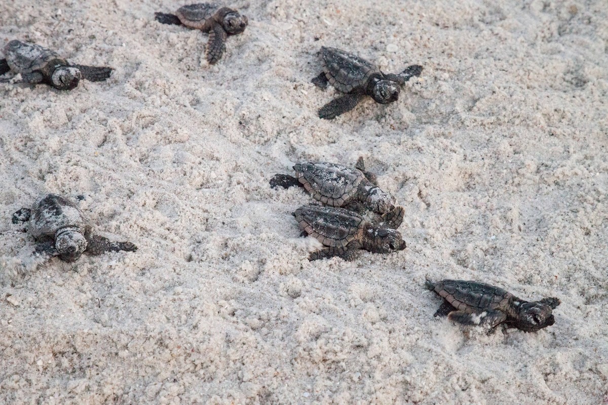 Hatchling baby loggerhead sea turtles Caretta caretta climb out of their nest Hatchling baby loggerhead sea turtles Caretta caretta climb out of their nest and make their way to the ocean at dusk on C ...