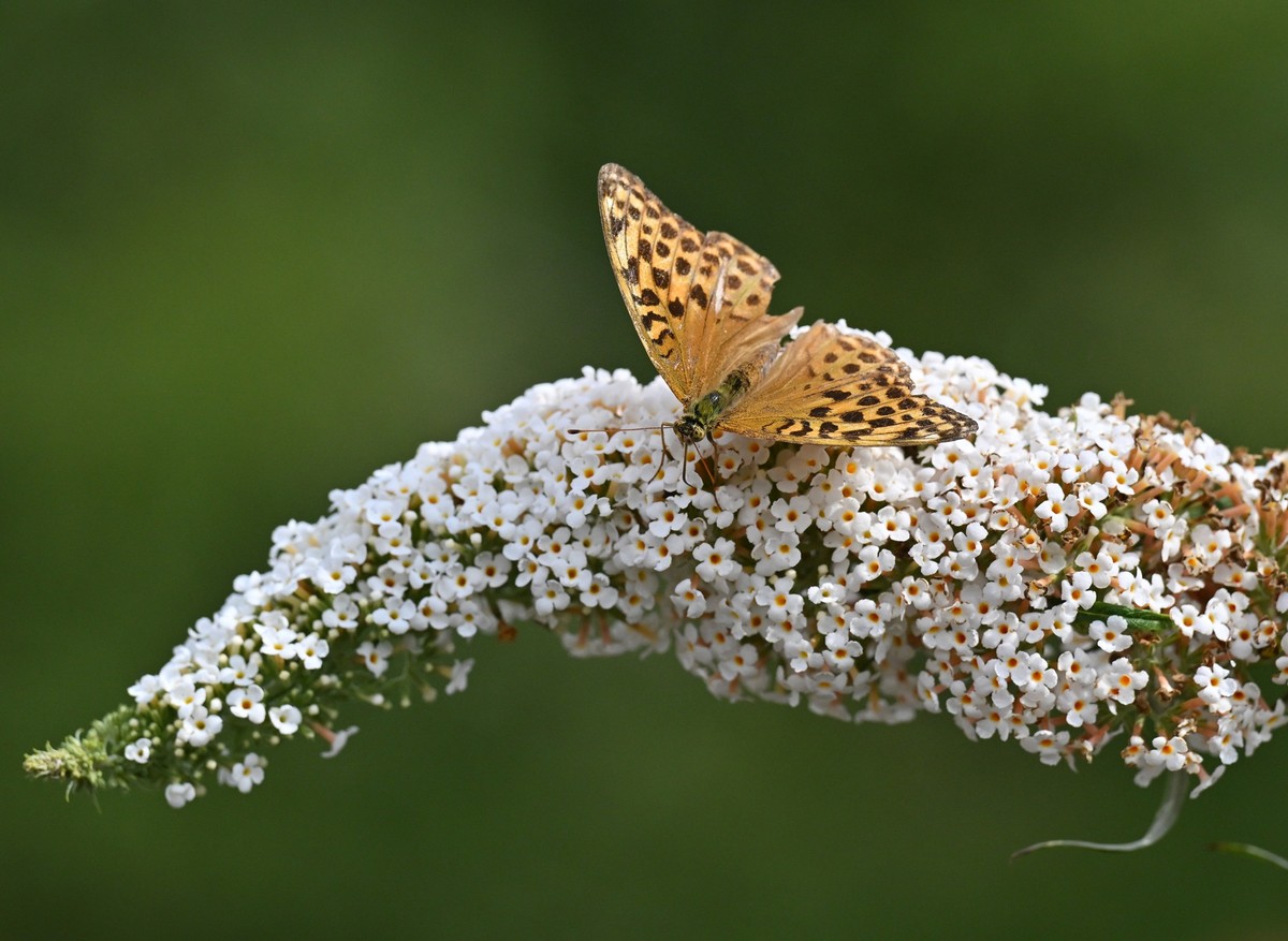05.08.2022, Th�ringen, Erfurt: Ein Schmetterling sitzt auf den Bl�ten des Sommerflieder. Die bundesweite Mitmachaktion �Insektensommer� des Naturschutzbunds Deutschland (Nabu) beginnt am 5. August. In ...